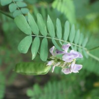Abrus precatorius L.